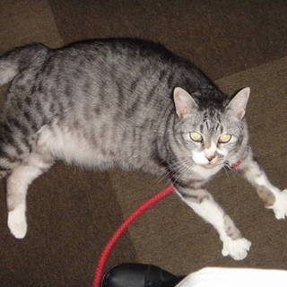 元気で可愛い老猫です。里親になって下さい！