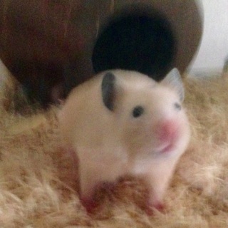 2ヶ未満キンクマハムスター♀