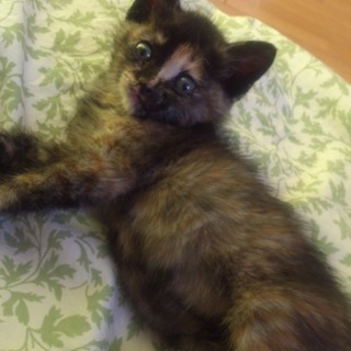 可愛いさび猫の女のこです