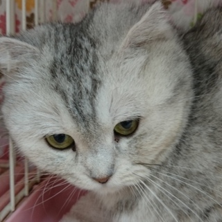 スコF☆だけどお名前はアメショーちゃん☆女の子8歳