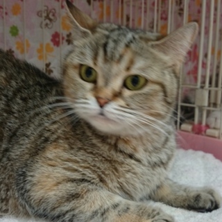 スコＦ☆スジンちゃん(立ち耳)☆女の子４歳