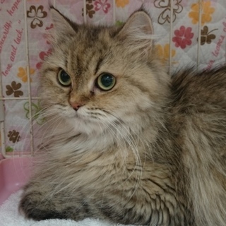 ペルシャ☆チンチラGのアニーちゃん☆４歳