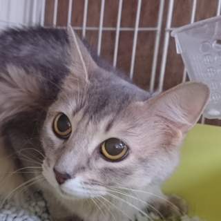 ソマリ☆上品なブルーのセリちゃん☆女の子４歳