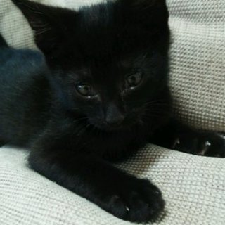 再度募集になります。