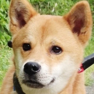 ひかる　奇跡の出逢い　きっと生涯忘れられない伴侶に