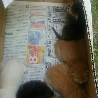 かわいい子猫達に家族を募集します。
