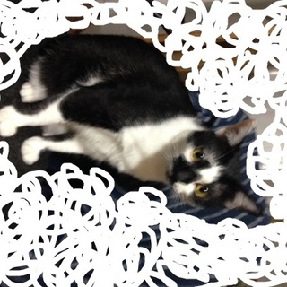 かわいがってください(*^^)