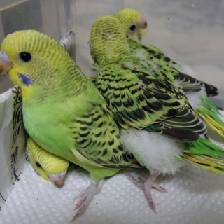 セイキセイインコの里親様募集