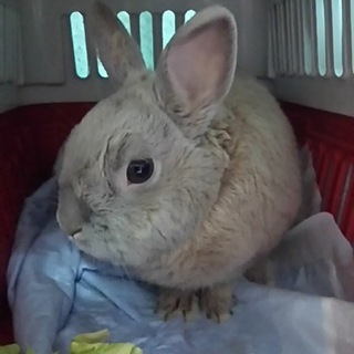 緊急急募！引き取り‼ グレーベージュ、 はな君❤