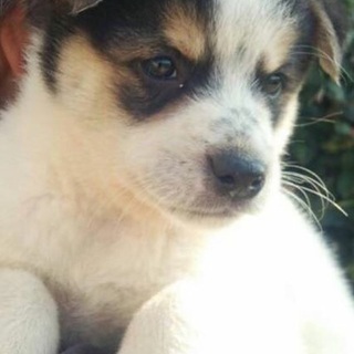 家族になっていただけませんか！お兄ちゃん