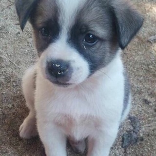 家族に迎えていただけないでしょうか！弟くん