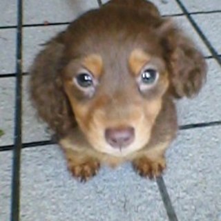 【終了；備考欄参照】かわいいダックスオス♂子犬！