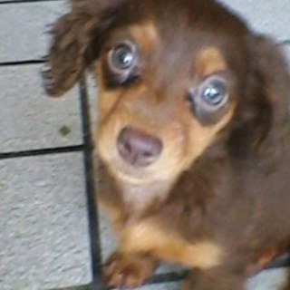 【終了；備考欄参照】かわいいダックスオス♀子犬！