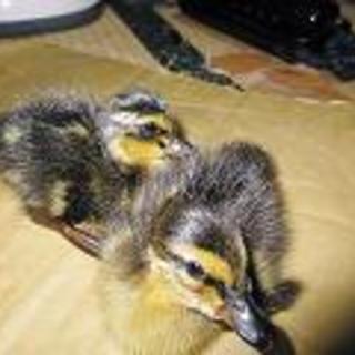 アイガモの雛の里親さん募集