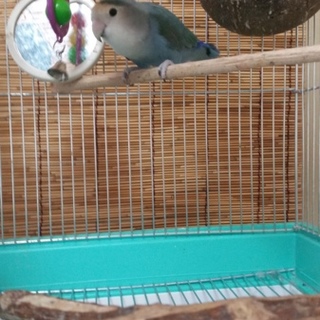 決まりましたありがとうございます