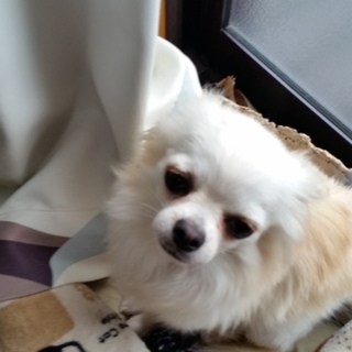 チワワの雄二歳