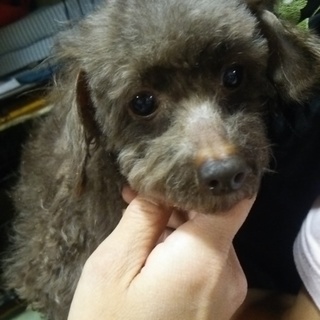 抱くと固まるトイプー女の子