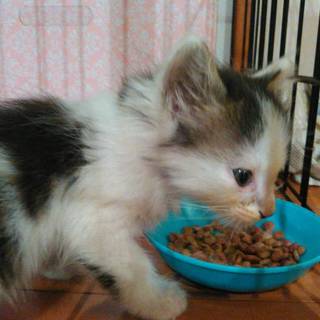 子猫を拾いました。だれか家族になってくれませんか。