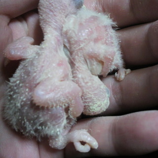 【ご応募ありがとうございました】コザクラインコの雛