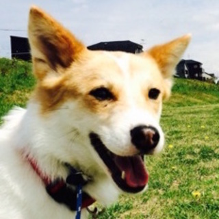 穏やかなべっぴんさん女の子「はなちゃん」