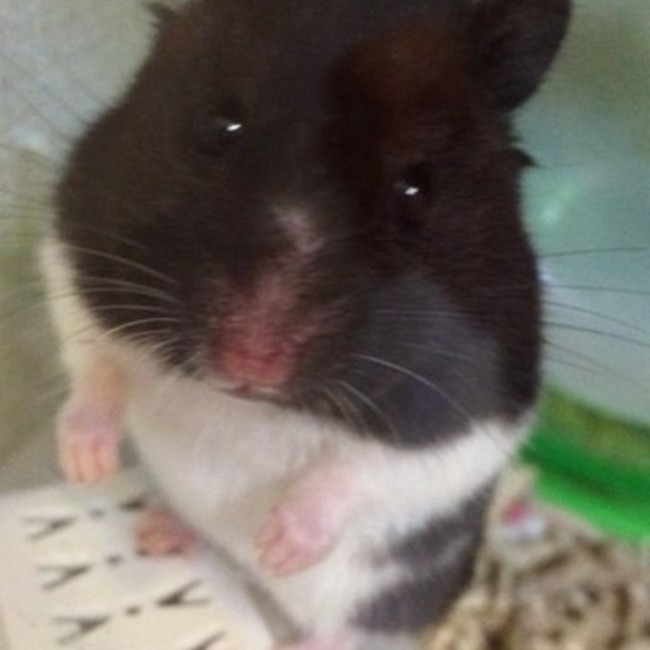 Babenoriのカバー写真