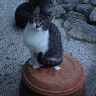 やんちゃな子猫です♥