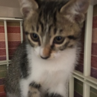 美形キジ白　オス子猫生後２か月