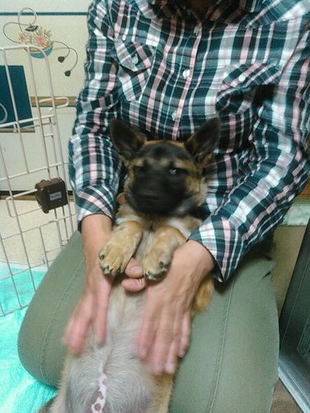 人懐こいチビちゃんです 広島県 犬の里親募集 ペットのおうち 月間利用者150万人