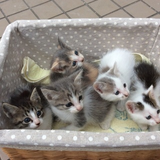 チェリーの赤ちゃん