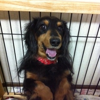 元気なラッキー、里親募集中