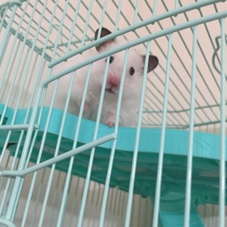 ホワイト長毛 「きずな」の里親さがしてます