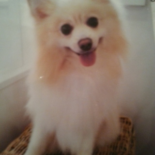 人なつっこい！ポメラニアン(オス）無駄吠えなし