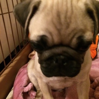 かわいいパグの仔犬です