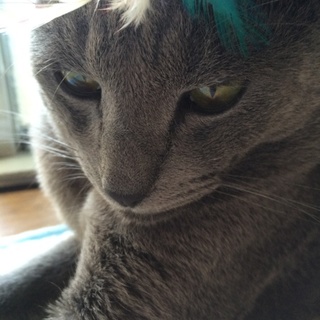 黒猫 おとなしい オス1歳