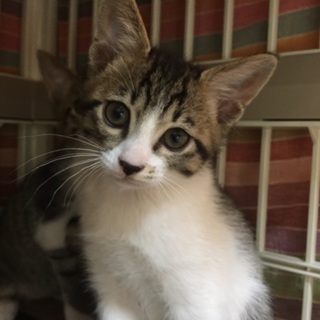 美形キジ白　オス子猫生後２か月かわさき君