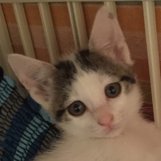 ボブ風髪型の白キジ　♀子猫二ヶ月