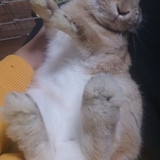 里親さん募集します。