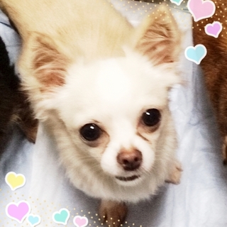 まだまだ仔犬の様な可愛い バニラちゃん♥近畿崩壊⑦