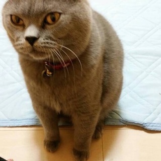 シャルトリューとその子供一匹…。