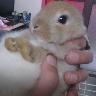 里親さん募集します