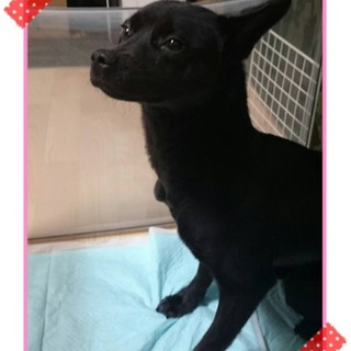 【決定】真っ黒ビビりの女の子♪