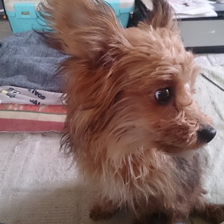 ３歳　トイプードルの男の子