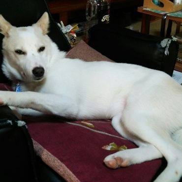 父の座椅子でお昼寝中。寝ぼけ顔がかわいい。