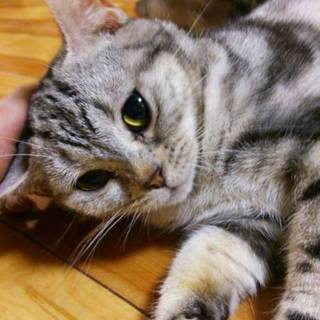 元繁殖業者　多頭飼育崩壊　アメショーNo11