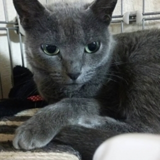 ロシアンブルーの幸せ探し