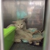 白血病陽性の猫　里親になってください サムネイル4