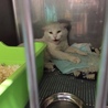 白血病陽性の猫　里親になってください サムネイル5