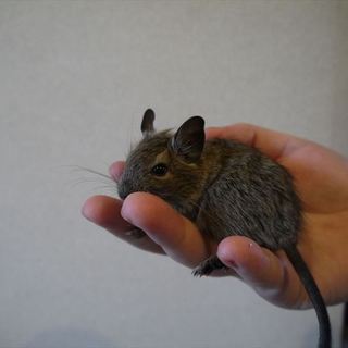 デグー　アグーチ（茶色）メス