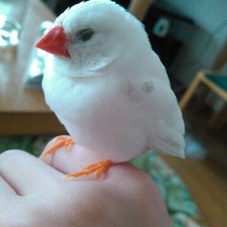 白キンカチョウ1羽　里親様を募集します（千葉近県）