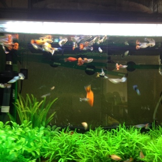 ミッキーマウスプラティとグッピー